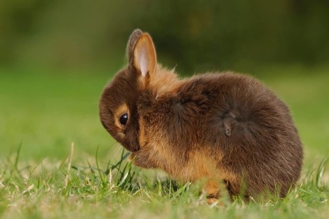 Cute rabbit kitten cleaning itself in the grass, colour dwarf, tan-havana, Bavaria