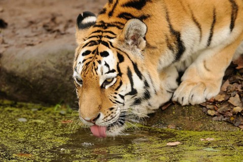 A tiger drinking water from a river in the wild, Siberian tiger (Panthera tigris altaica), captive,