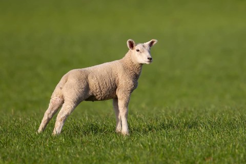 Domestic sheep (Ovis aries) juvenile baby lamb farm animal in a grass field in springtime, England,