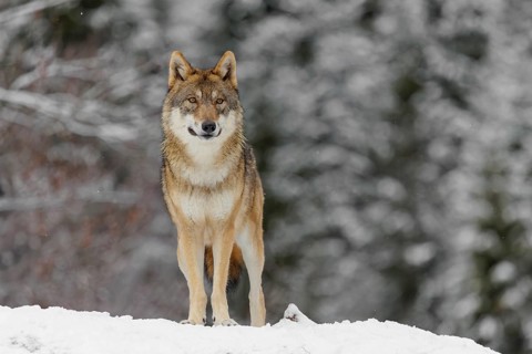 An adult female grey wolf (Canis lupus lupus) stands on a sloping, snow-covered meadow on a cold,