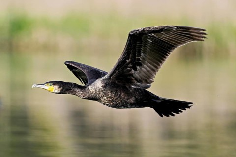 Cormorant (Phalacrocorax carbo), in flight, shallow lake, nature reserve, Reuss valley, Canton