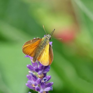 Large skipper (Ochlodes venatus), collecting nectar from a flower of Common lavender (Lavandula