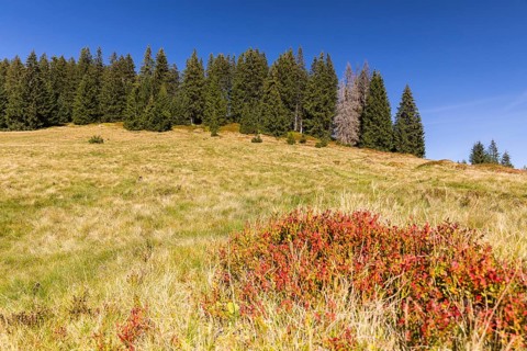 Autumn in the high moor of Amden, St. Gallen, Switzerland, Europe