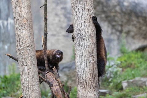 Two wolverine, (Gulo gulo), playfighting in a tree. A grey cliff and some rocks and green