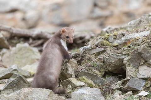 One beech marten running between the stones of a ruin of an ancient castle looking for food