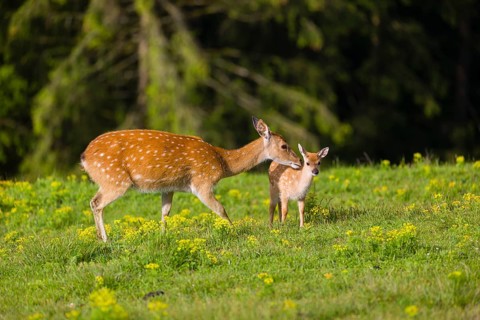 One female Manchurian sika deer or Dybowski's sika deer (Cervus nippon mantchuricus or Cervus
