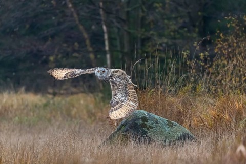 One Siberian Eagle Owl (Bubo bubo sibiricus) flying over tall reed grass lakeshore on an autumnal