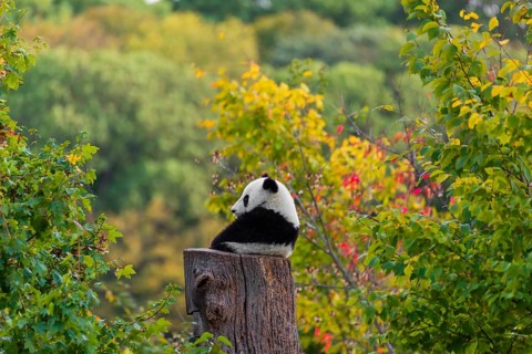 A Giant Panda, cub, ailuropoda melanoleuca, climbs up a dead tree