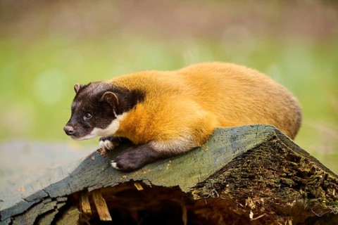 Yellow-throated marten (Martes flavigula) on an old tree trunk, Germany, Europe