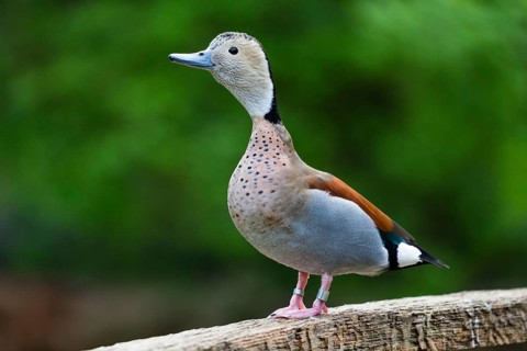 Ringed Teal (Callonetta leucophrys), male duck perched on a wooden bridge, calling, captive, Hesse,