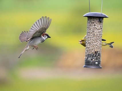 Greenfinch (Carduelis chloris) and male House Sparrow, (Passer domesticus), squabbling at feeding