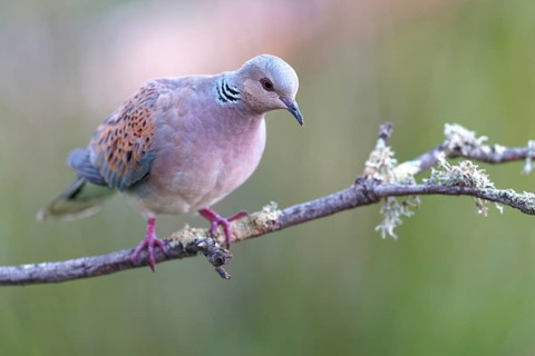 Turtle dove (Streptopelia turtur), Castilla-La Mancha, Spain, Europe