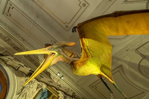 Pteranodon model, pterosaur, Natural History Museum Vienna, Austria, Europe
