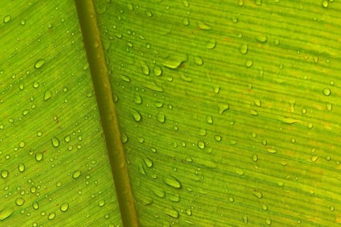 Close-up of a banana leaf with fine lines, distinctive texture and water droplets