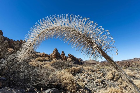 Echium wildpretii (Echium wildpretii), Caldera de las Cañadas, a huge volcanic caldera, Teide