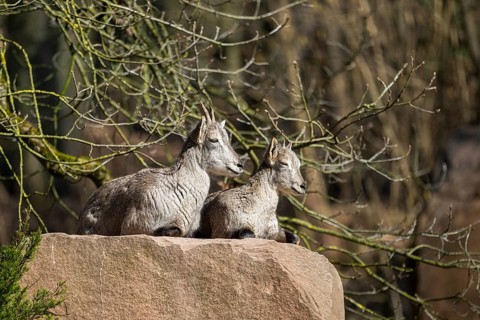 Two Bharal (Pseudois nayaur) lying on a rock on a sunny day in spring, captive, Germany, Europe