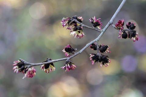 Blossoms of the ironwood tree (Parrotia persica), Rhineland-Palatinate, Germany, Europe