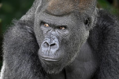 Western lowland gorilla (Gorilla gorilla gorilla), portrait, Réserve Lésio-Louna nature reserve,