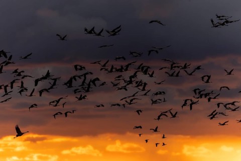 Crane flies in impressive sunset light, silhouettes stand out, crane (Grus grus) wildlife, Western