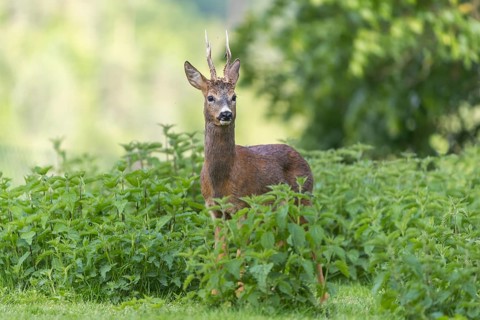 One male Roe Deer, Roe buck (Capreolus capreolus), standing in a thicket of stinging nettle. Some