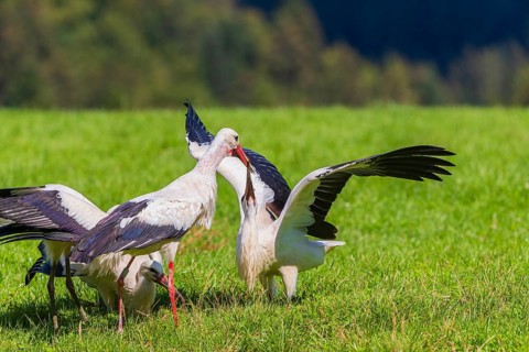 A white stork (Ciconia ciconia) family on a green meadow. One adult stork feeds a young