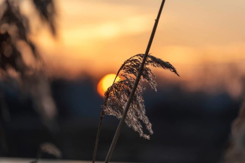 Gentle light of a sunset with silhouettes of reeds against an orange sky, Germany, Europe