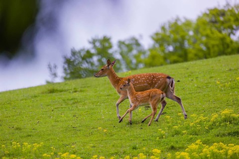 One female Manchurian sika deer or Dybowski's sika deer (Cervus nippon mantchuricus or Cervus