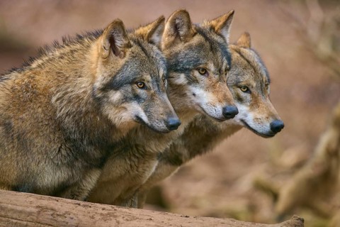 Wolf (Canis lupus), Three wolves looking attentively in the same direction in the forest, Germany,