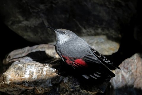 Wallcreeper (Tichodroma muraria), on a rock wall, captive, Alpenzoo Innsbruck, Tyrol, Austria,