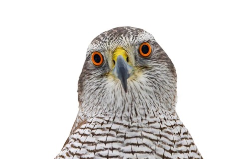 Eurasian goshawk (Astur gentilis, Accipiter gentilis) close-up portrait of young sub-adult female