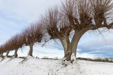 Trellised Tilia × europaea (Tilia) on the Festonallee at Bothmer Castle in the snow, Klütz,
