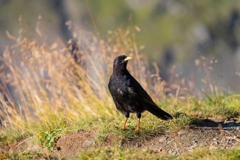 One young Alpine chough or yellow-billed chough (Pyrrhocorax graculus) stands on grass in the