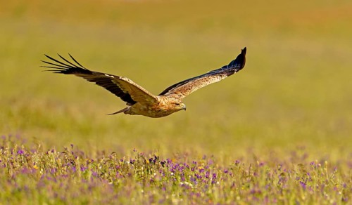 Young Spanish imperial eagle (Aquila adalberti), in flight, early morning, central Spanish steppe,