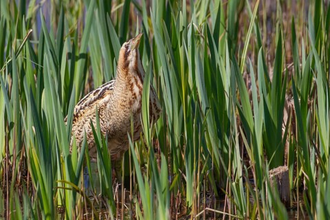 Eurasian or Great bittern (Botaurus stellaris) adult bird in a reedbed, England, United Kingdom,