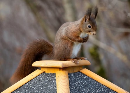 Eurasian red squirrel (Sciurus vulgaris), sitting on a bird feeder, Stuttgart, Baden-Württemberg,