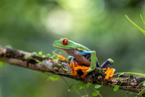 Red-eyed tree frog (Agalychnis callidryas), frogs (Rana), Alajuela, Costa Rica, Central America