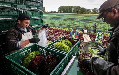 Soest, Sauerland, North Rhine-Westphalia, Germany - Vegetable cultivation, harvest helpers