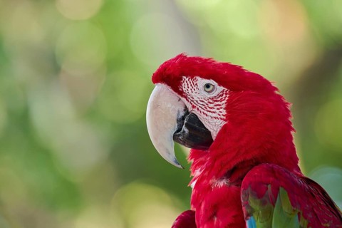 Scarlet Macaw (Ara macao) Colombia