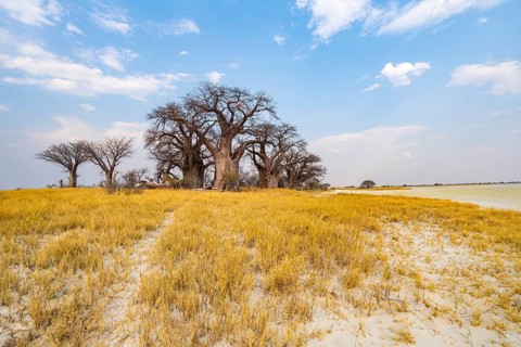 Babobabs on the edge of a salt pan, Baine's Baobabs, Nxai Pan National Park, Botswana, Africa