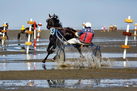 Horse with sulky, trotter, horse-drawn carriage, trotting race in the mudflats, Duhner Wattrennen