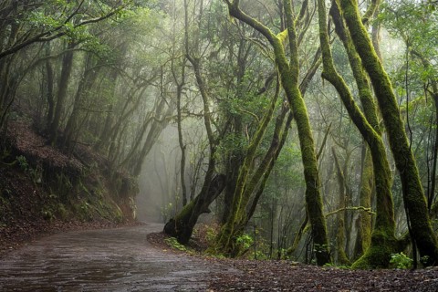 Hiking trail in the cloud forest. Laurel trees with moss and lichen. Foggy weather. Garajonay
