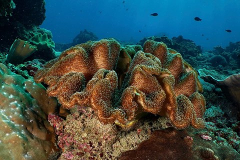 Mushroom leather coral (Sarcophyton glaucum), dive site Crystal Bay, Nusa Ceningan, Nusa Penida,
