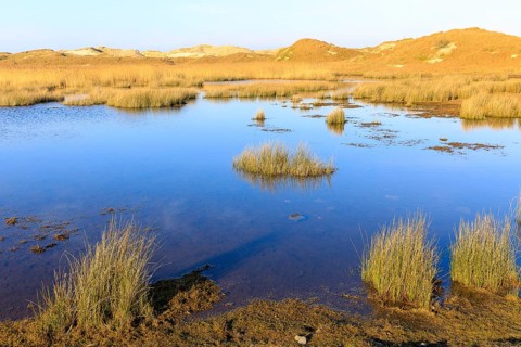 Groundwater forms small ponds in the dune landscape in Norderney, Lower Saxony, Germany, Europe