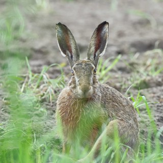 European hare (Lepus europaeus) sitting on a freshly harrowed field, looking into the camera, North