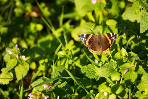 Butterfly Admiral (Vanessa atalanta), female, juvenile form