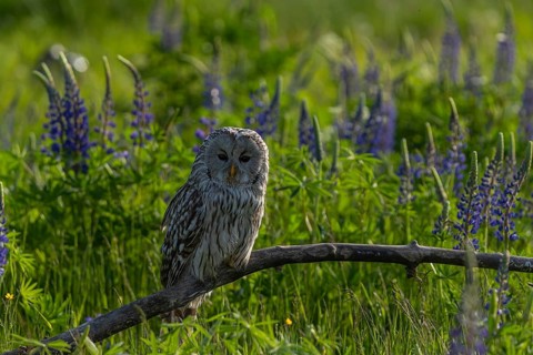 One Ural owl (Strix uralensis) sitting on a branch lying in a field of flowering lupines in late