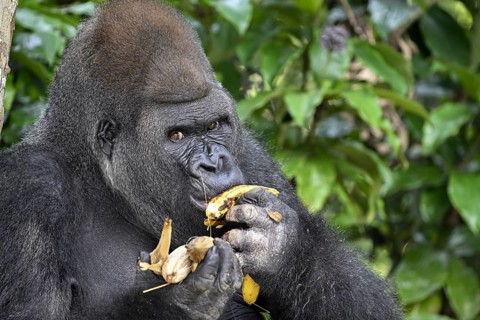 Western lowland gorilla (Gorilla gorilla gorilla) eating a banana, male animal, Silverback, Réserve