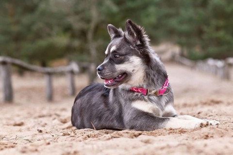Cute French Bulldog x Siberian Husky dog mix with pink collar lying down in sand