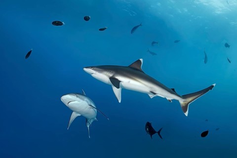 Silvertip shark (Carcharhinus albimarginatus), in blue water, downturned pectoral fins indicate