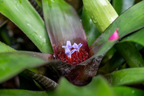 Flowers of a nest bromeliad, epiphyte from the Bromeliaceae family, (Neoregelia spectabilis)